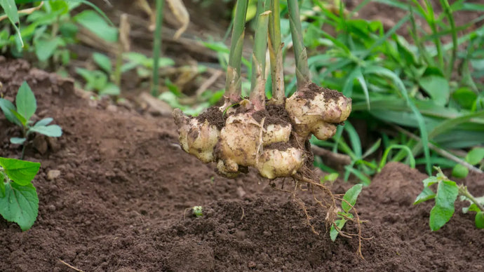 What Is A Ginger Shot Good For?